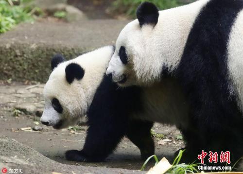 旅日大熊猫宝宝“香香”迎1岁生日 与妈妈遛弯