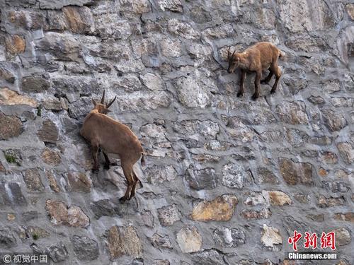 挑战地心引力！意大利山羊爬上高度陡峭大坝舔食矿物质