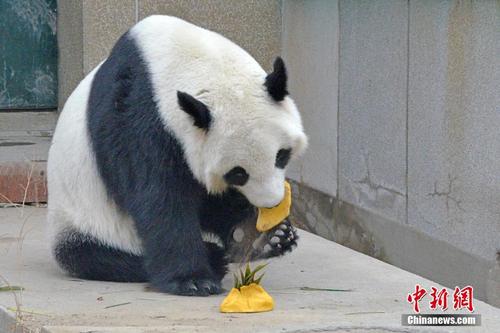 动物吃饺子庆新春