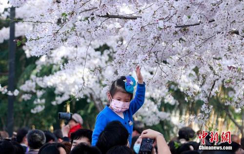 上海樱花烂漫绽放 吸引民众踏春赏樱