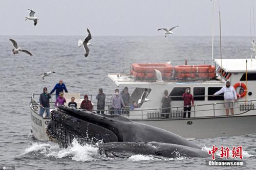 座头鲸跃出水面争夺食物 与船只咫尺之隔