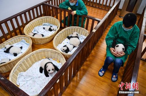 四川阿坝2021年出生8只大熊猫幼崽首次同框留影