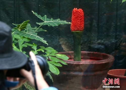 国家植物园巨魔芋结实 系国内首次