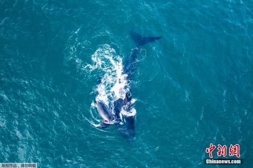 南非海岸现“明星”海洋生物南露脊鲸