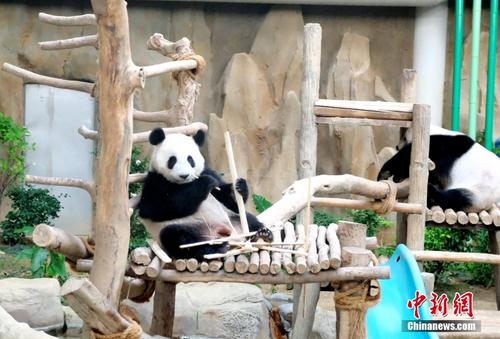 旅马来西亚大熊猫“升谊”将迎两岁生日