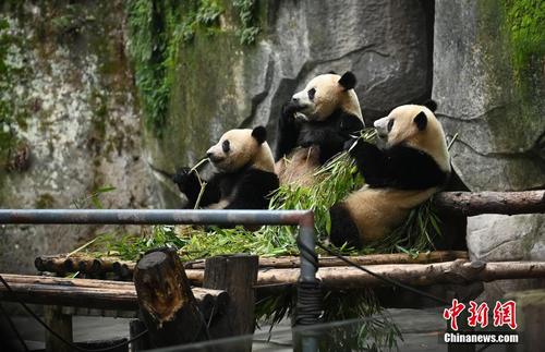 重庆动物园大熊猫享用美食萌态十足