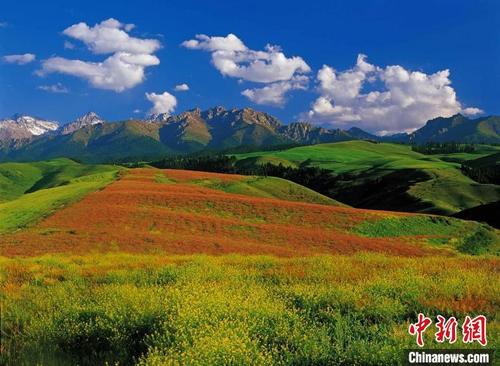 新疆奇台县江布拉克：芳草正萋萋 麦陇沁人心