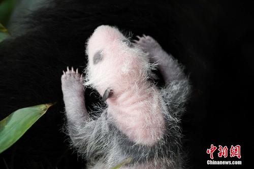 俄罗斯史上首只大熊猫幼崽出生满一周 长出黑眼圈