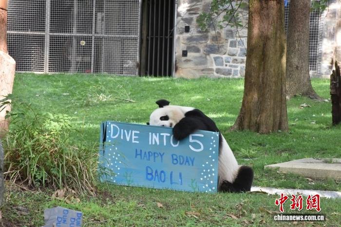 旅美大熊猫“宝力”迎来五周岁生日