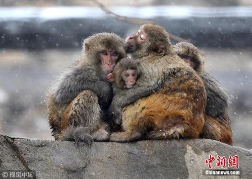 中国多地迎来下雪天 动物们上演“御寒奇招” 