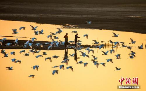 中国最大淡水湖鄱阳湖 冬日鹭影和谐如画