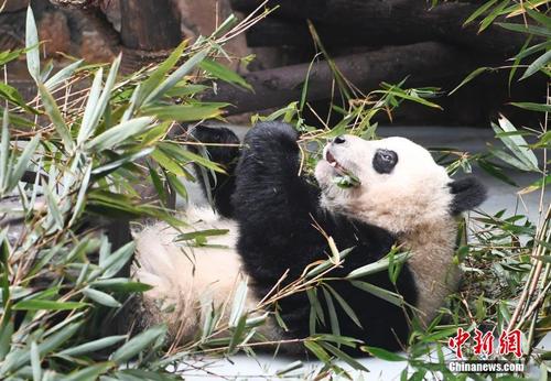 成都大熊猫繁育研究基地回应网传“虐待大熊猫”事件