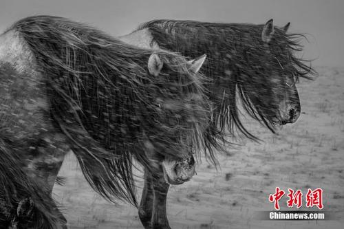 草原精灵 风雪中的蒙古马