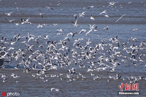哈尔滨松花江段百万候鸟大迁徙 场面壮观 