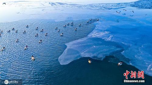 渤海大连北部海域现大面积结冰 野鸭海鸥薄冰上栖息觅食