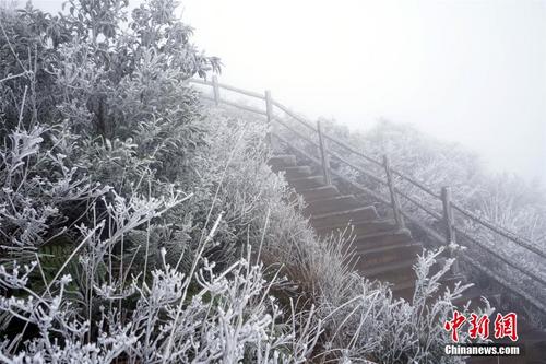 广东气温骤降 粤北金子山迎冰挂雾凇
