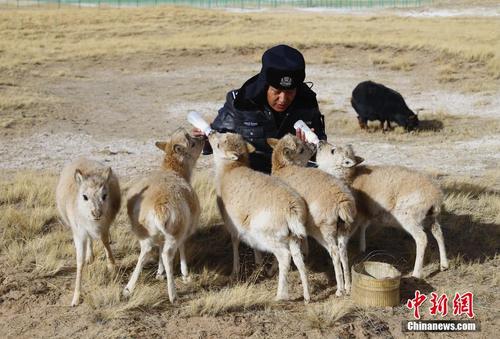 【图刊】探访青海可可西里藏羚羊“幼儿园”