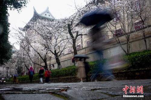 武汉大学赏樱首日 小雨难挡民众热情 