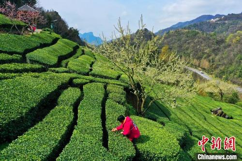湖北五峰现美丽春景花红茶绿如画卷 中国侨网