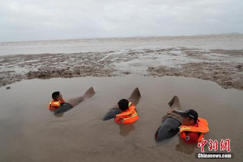 浙江台州搁浅12头瓜头鲸 直击救援现场