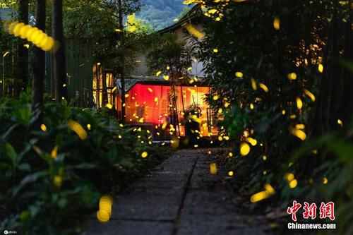 杭州西湖周边萤火虫飞舞如童话世界