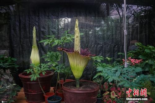 世界珍稀濒危植物开花了！国家植物园举办“巨魔芋之夜”