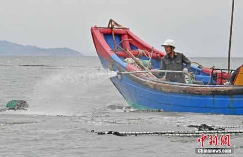 福建泉州：白露紫菜泼苗忙