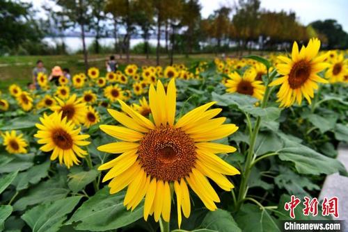 图为福州乌龙江湿地公园内种植的向日葵进入盛花期，吸引市民前来赏花游玩。　张斌 摄
