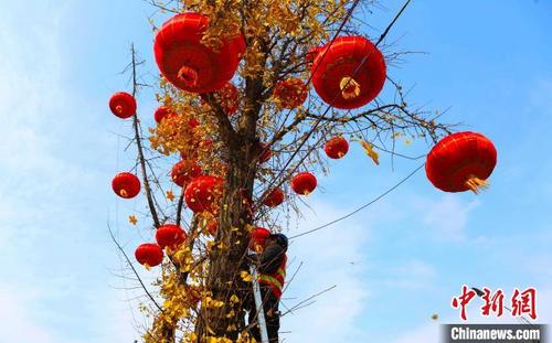 工作人员正在为街头的大树挂红灯笼。　李攀　摄