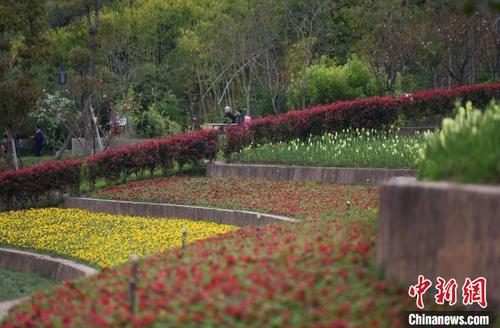 重庆：梯田花海风景如画 吸引民众打卡