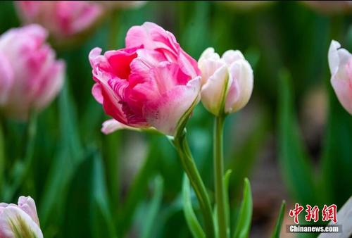一枝花茎开出两朵花 南京玄武湖双胞胎郁金香绽放