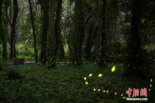 广州华南植物园萤火虫飞舞 宛若星河落入林间