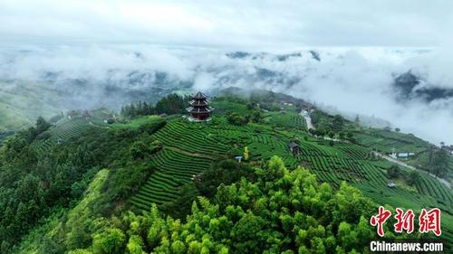 广西侗乡三江：雨后茶园云雾缭绕如仙境