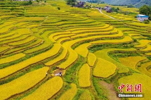 湖南东安：金秋梯田开镰成“丰”景
