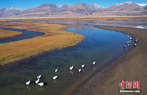 西藏拉萨：越冬黑颈鹤湿地觅食