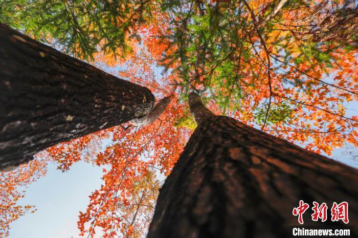 图为广西凌云枫树渐红。李彩兰 摄