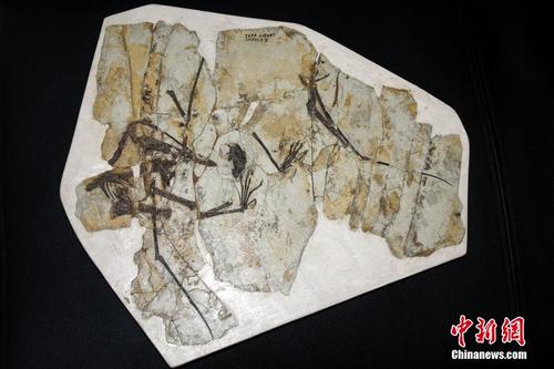 中科院团队揭秘1.6亿年前中国鲲鹏翼龙食性
