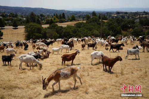 美国加州：山羊成为预防山火“好帮手”