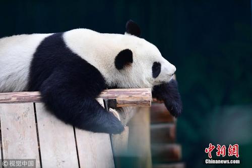 大熊猫沈阳过冬 举止呆萌惹人爱