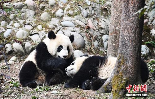 探访中国大熊猫保护研究中心“熊猫幼儿园”