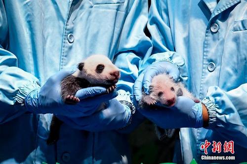 广州长隆大熊猫家族再添新成员 