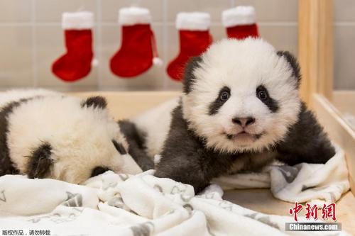 柏林大熊猫宝宝迎来第一个圣诞节 对镜卖萌红袜抢镜