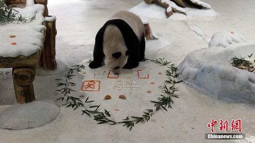 “海归”熊猫与“本土”熊猫的“独家定制”团年饭