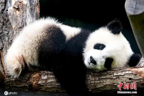 柏林大熊猫双胞胎与游客见面 不是趴着就是躺着