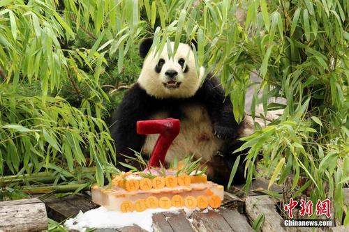 旅德大熊猫“梦梦”在柏林度过七岁生日