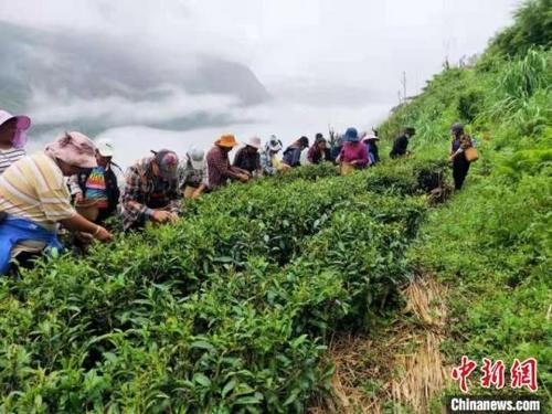 西藏墨脱茶园飘香 茶农采摘春茶正忙