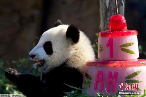 旅法大熊猫双胞胎庆祝1岁生日