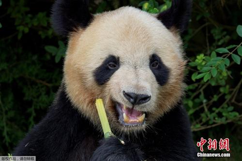 旅法大熊猫幼仔“圆梦”即将回国