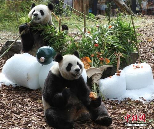 旅比大熊猫“宝弟”“宝妹”欢庆4岁生日