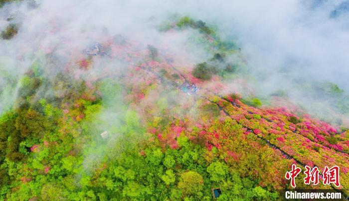 中国侨网航拍龟峰山杜鹃花灿烂绽放与云海交融，宛若仙境。赵广亮 摄